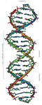 Die Doppelhelix der DNA